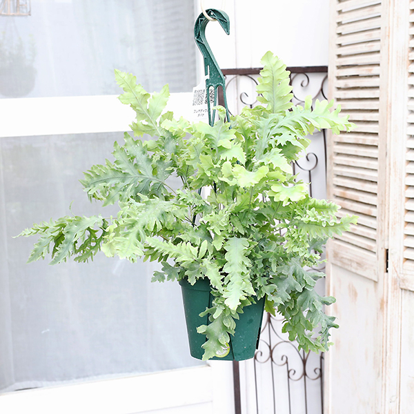 値下げSALE 観葉植物 フレボディウム ダバナ 5号 吊り鉢 高さ52cm シダ