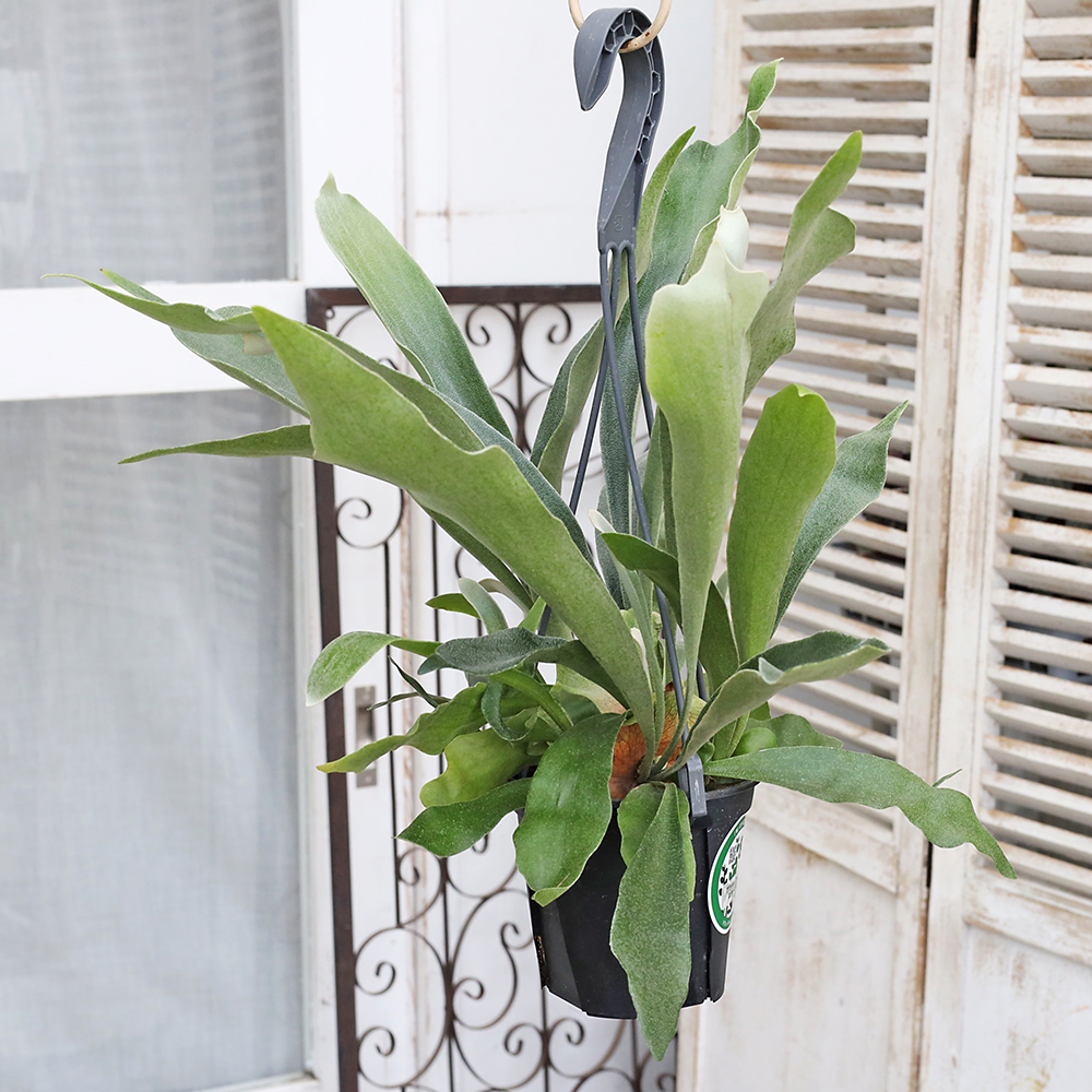 現品販売 観葉植物 プラティケリウム ネザーランド 4号 吊り鉢 H45cm
