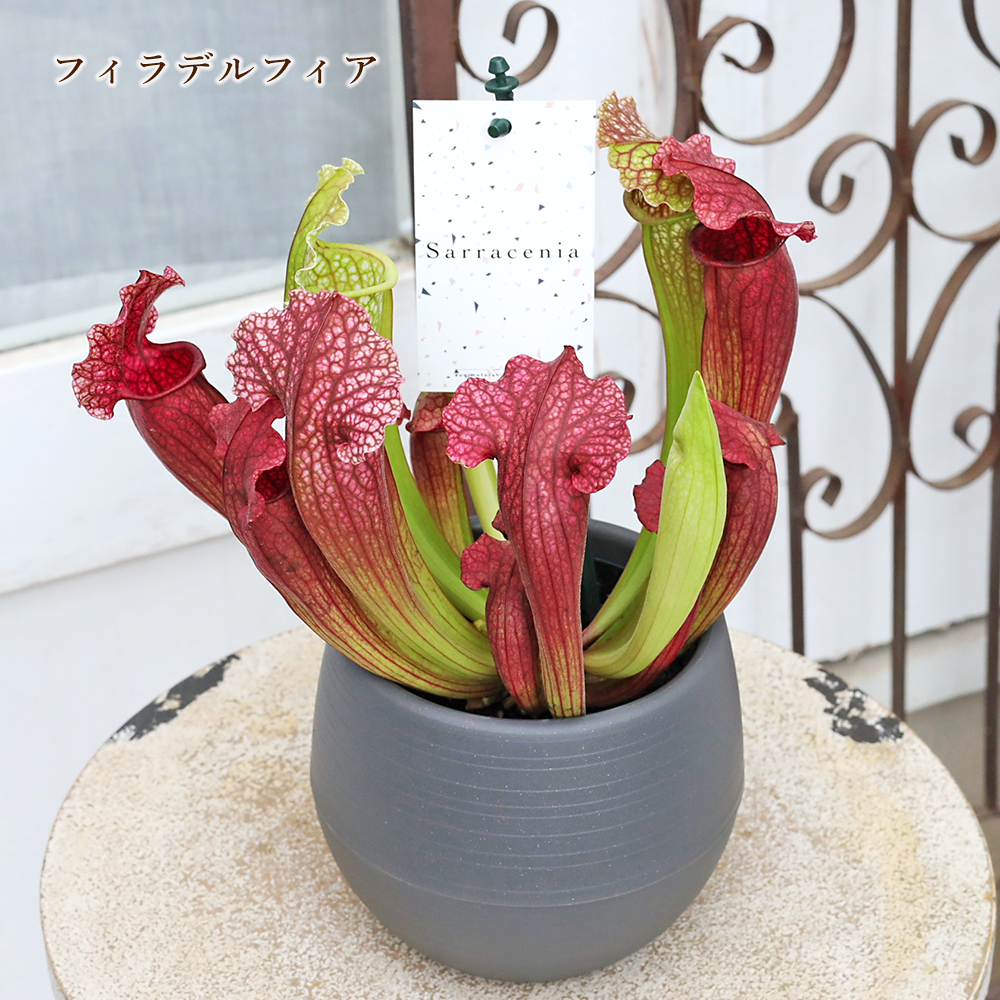観葉植物 食虫植物 サラセニア 3.5号 レウコフィラ フィラデルフィア