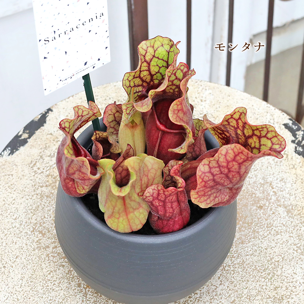 観葉植物 食虫植物 サラセニア 3.5号 レウコフィラ フィラデルフィア