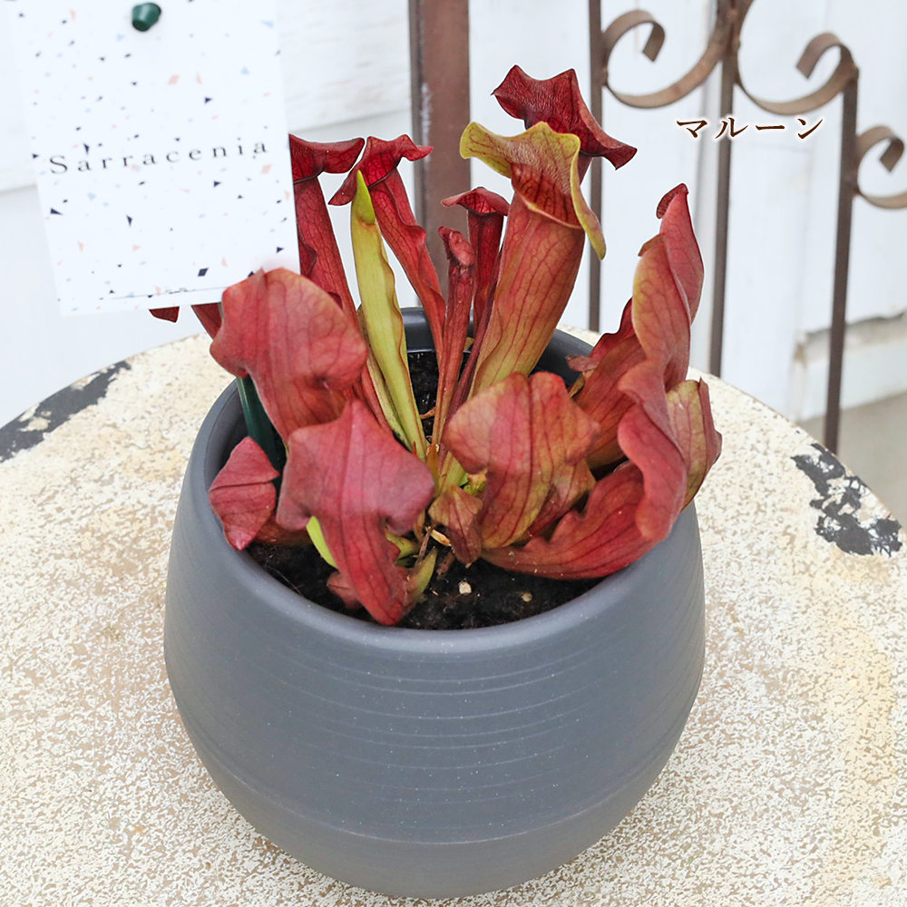 観葉植物 食虫植物 サラセニア 3.5号 レウコフィラ フィラデルフィア