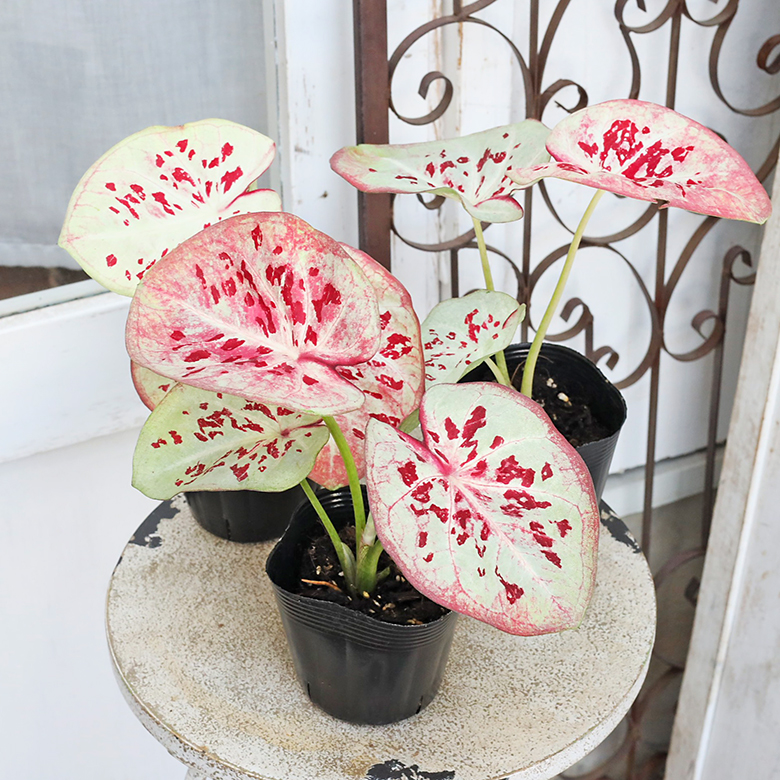 観葉植物 カラジウム マウントレダン 3.5号 カラジューム 斑入り 白