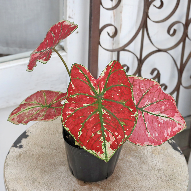 観葉植物 カラジウム ファイヤーフェニックス 3.5号 カラジューム