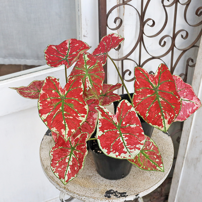 観葉植物 カラジウム ファイヤーフェニックス 3.5号 カラジューム