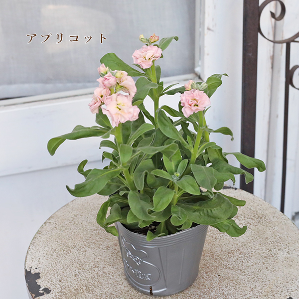 花苗 八重咲き ストック ベイビー ピンク ホワイト ブルー パープル