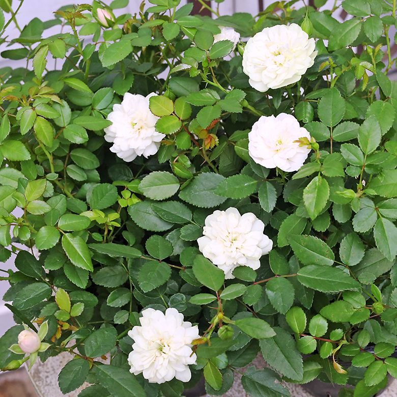 花苗 ミニバラ グリーンアイス 3.5号 四季咲き ホワイトグリーン