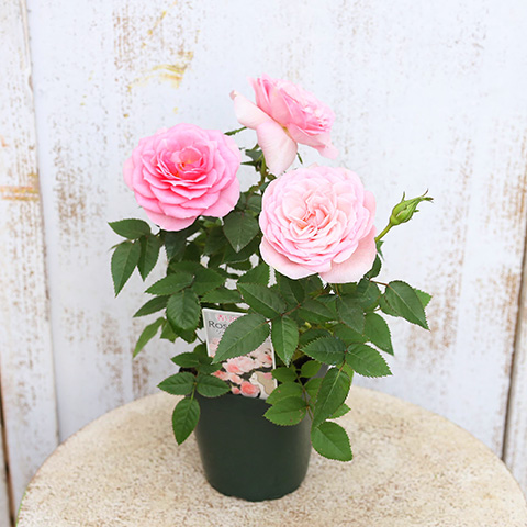 mimi出品　若草色・ピンク花A Amazon｜バラ 生花 切り花 薔薇 SPミニバラ ピンク系 5本〔cool
