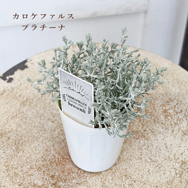 草花苗 カラーリーフ シリーズ アラビス プラチーナ カレックス