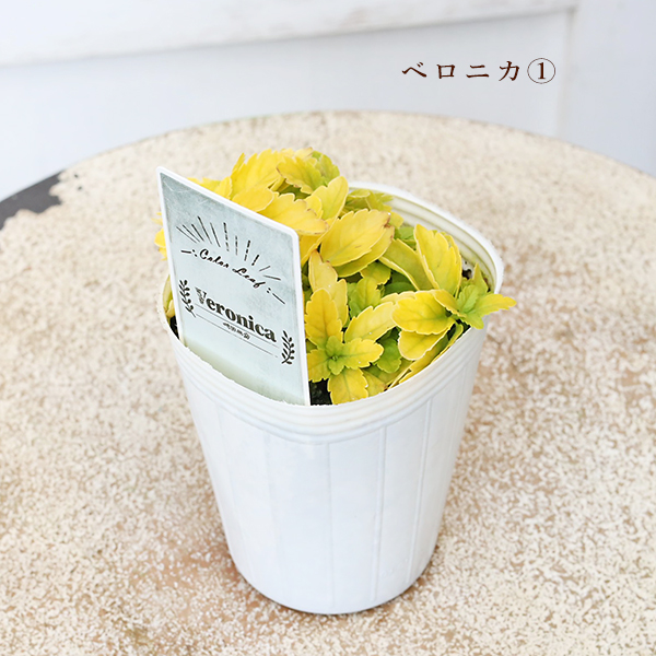 草花苗 カラーリーフ シリーズ ガーデンルー アラビス プラチーナ