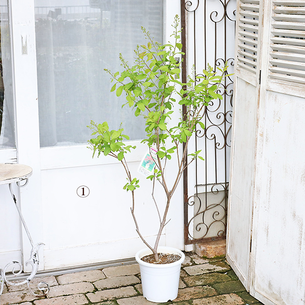 SY1スモークツリー白花接木高さ70cm6号鉢物大苗ヤングレディR SY1スモークツリー白花接木高さ70cm6号鉢物大苗ヤングレディR