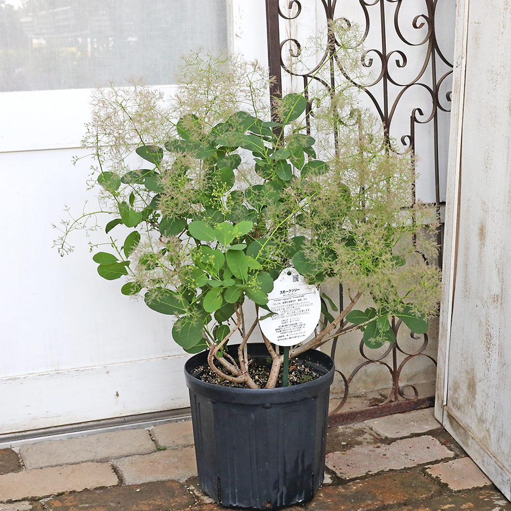 スモークツリー2種 落葉樹 約80cm 新芽・花芽付き 値下げセール 現品販売 花木苗 スモークツリー ヤングレディー 8号 高