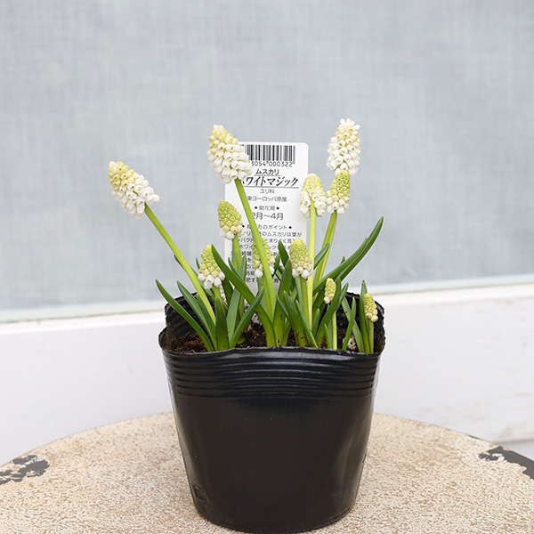 値下げセール 花苗 ムスカリ ホワイトマジック 3.5号 宿根 植えっ