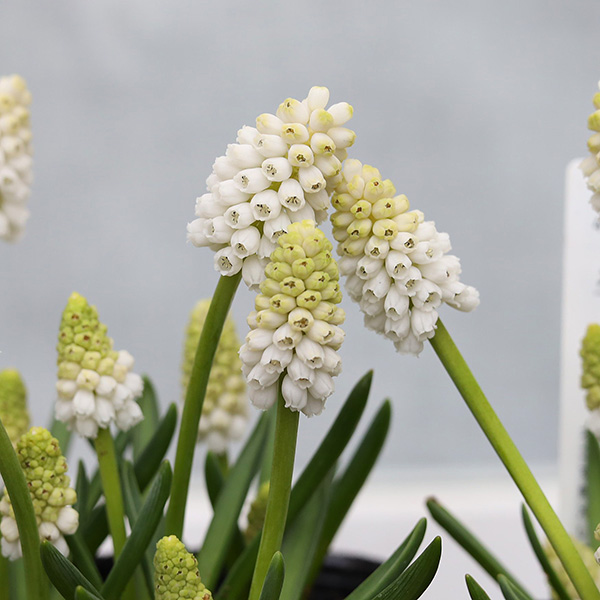 値下げセール 花苗 ムスカリ ホワイトマジック 3.5号 宿根 植えっ