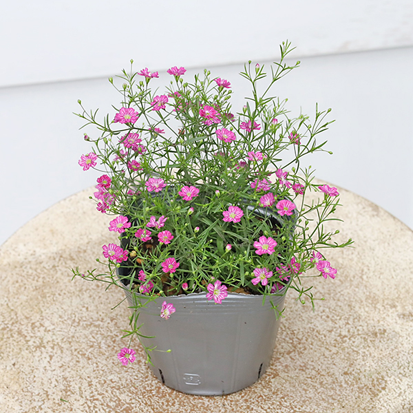 かすみ草さま　白のみ生地終了 値引きセール 花苗 かすみ草 ジプシー ローズ ホワイト 3.5号 四季咲き