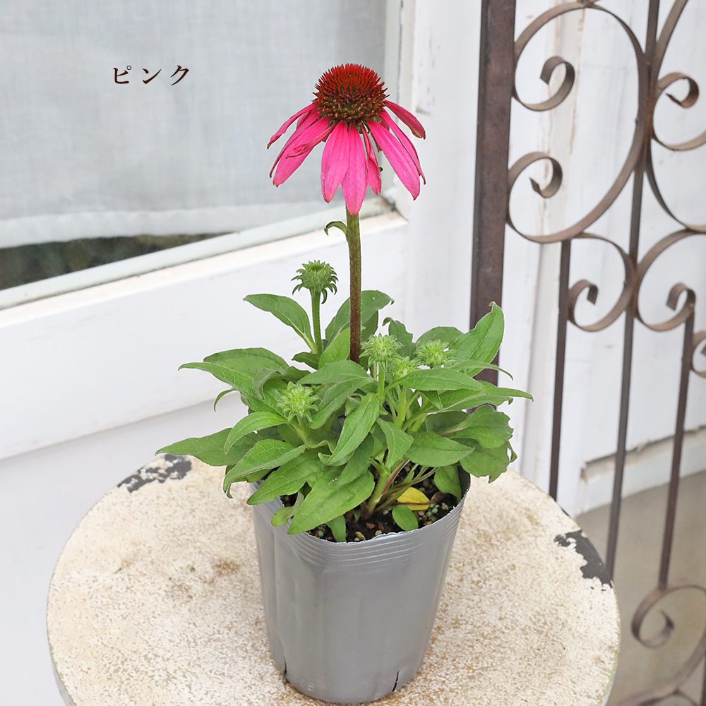 花苗 宿根草 エキナセア 3.5号 ハーブ ピンク イエロー オレンジ