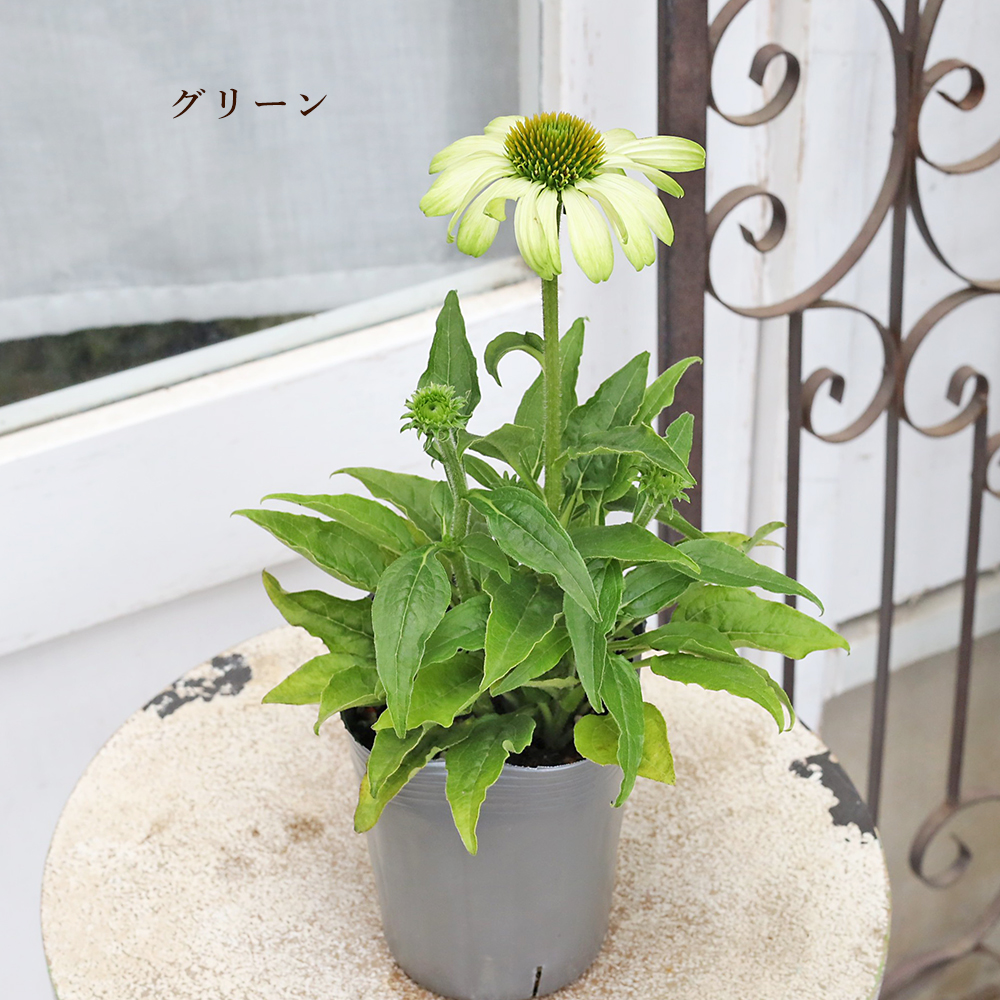 花苗 宿根草 エキナセア 3.5号 ハーブ ピンク イエロー オレンジ