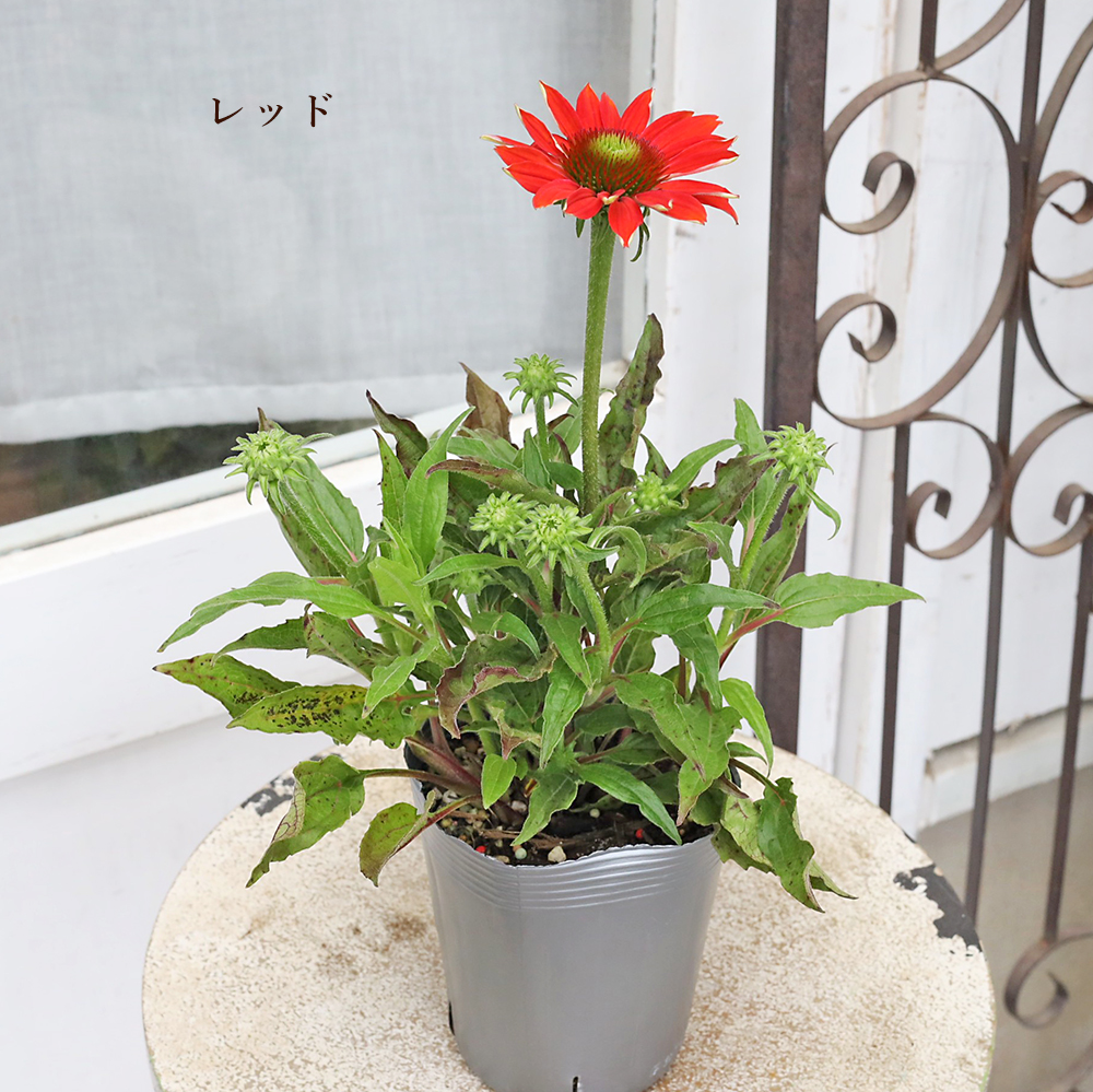 花苗 宿根草 エキナセア 3.5号 ハーブ ピンク イエロー オレンジ