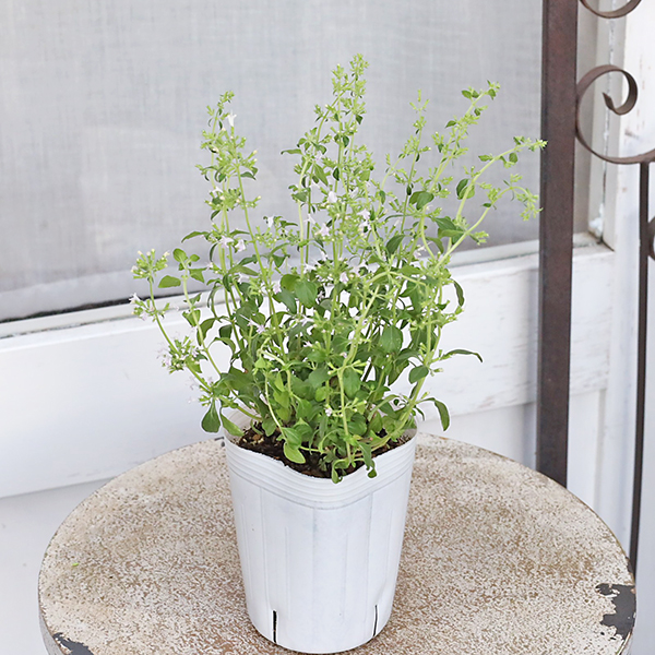 花ハーブ苗 カラミンサ ネペトイデス 3号 宿根草 ホワイト 夏〜秋まで