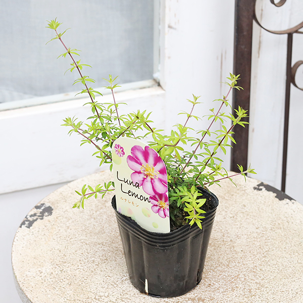 花木苗 愛のかんざし ルナレモン エリカモドキ 3号 バウエラ 常緑低木