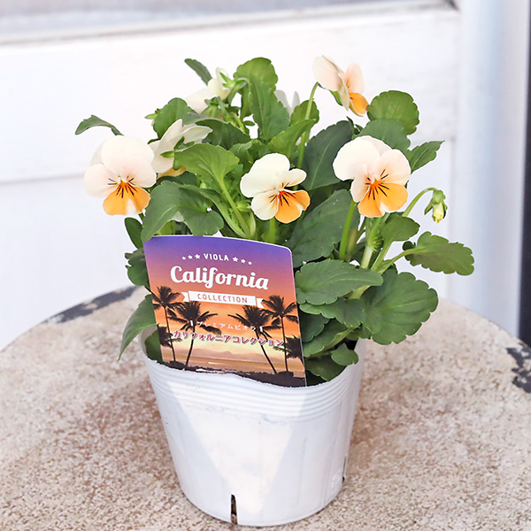 花苗 ビオラ カリフォルニア アイボリーオレンジ 3.5号 秋 冬 春 よく