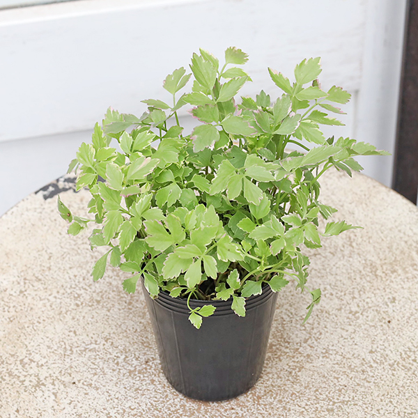 草花苗 セリ フラミンゴ 斑入り 2.5号 多年草 カラーリーフ グランド