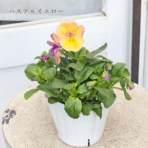 花苗 八重咲きパンジー ルナドゥーブル 3.5号 パステル おしゃれ