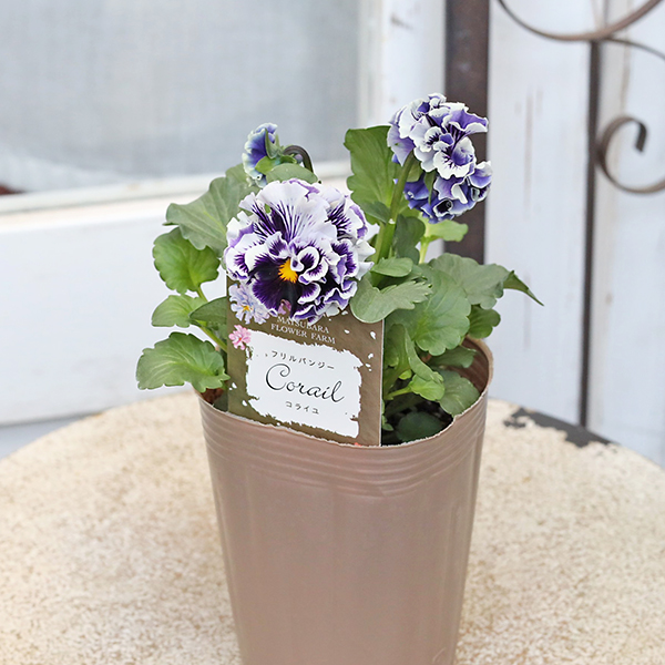 花苗 フリル パンジー コライユ 3号 ブルー イエロー マツバラファーム