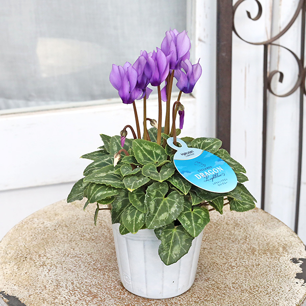 鉢花 シクラメン ドラゴン ライトブルー 3号 多年草 パープル 秋 冬 春