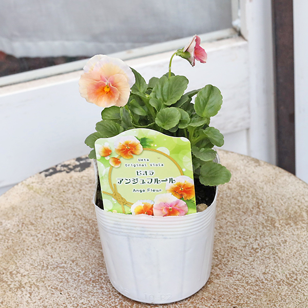 花苗 ビオラ アンジュフルール 3.5号 パンジー うえた育種 ピンク