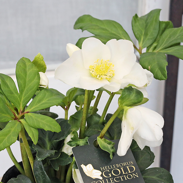 花苗 クリスマスローズ HGC ジョエル 4.5号 開花株 多年草 メリクロン