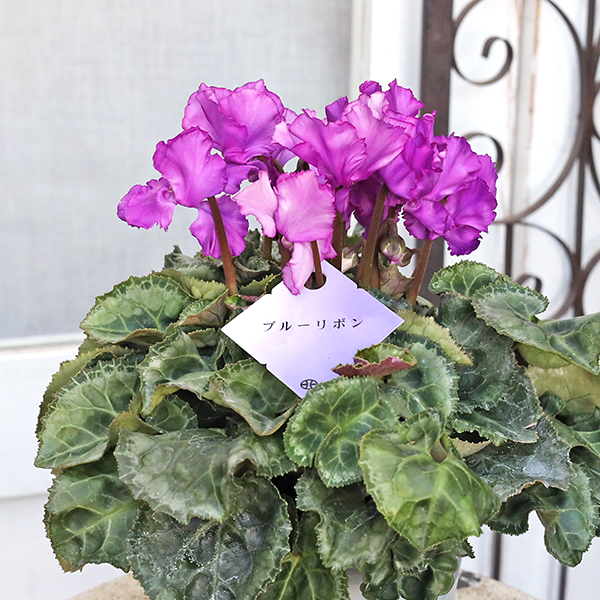 まさまる シクラメン フリル レジーナ 5号 ルチア 6号 2鉢セット まさ