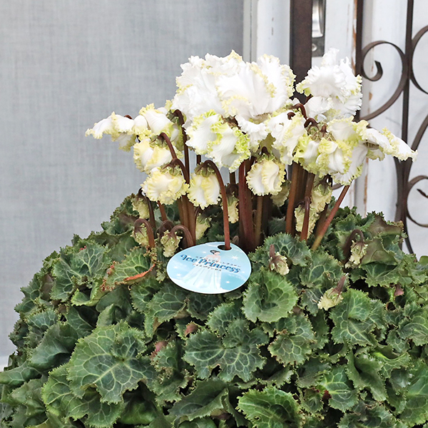 Nao様 リクエスト 2点 まとめ商品　シクラメン　ルチア　アイスプリンセス Nao様 リクエスト 2点 まとめ商品 シクラメン ルチア アイスプリンセス