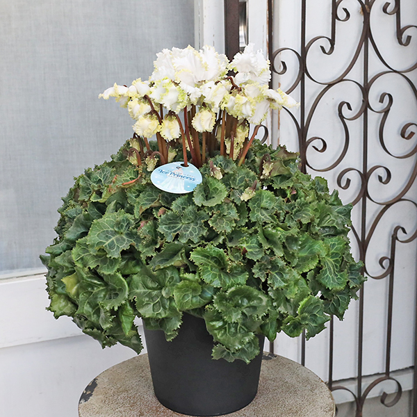 現品販売 鉢花 シクラメンアイスプリンセス 6号 フリンジフリル咲き