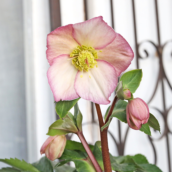 鉢花 開花株 クリスマスローズ 雪の妖精 5号 多年草 メリクロン 一重