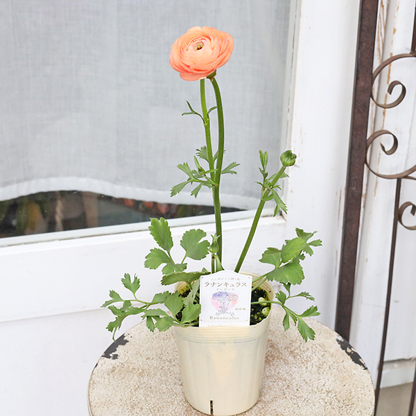 花苗 ラナンキュラス エレガンス サーモン 3.5号 宿根草 おしゃれ