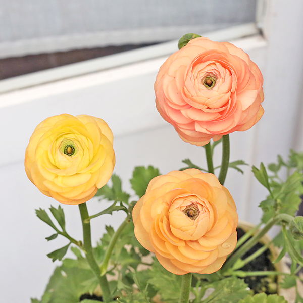 花苗 ラナンキュラス エレガンス サーモン 3.5号 宿根草 おしゃれ