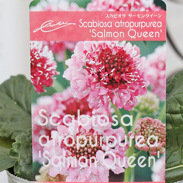 花苗 スカビオサ サーモンクイーン 3号 多年草 西洋 マツムシソウ