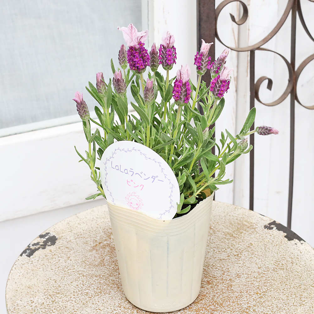値下げセール 花苗 フレンチラベンダー LaLaラベンダー ピンク