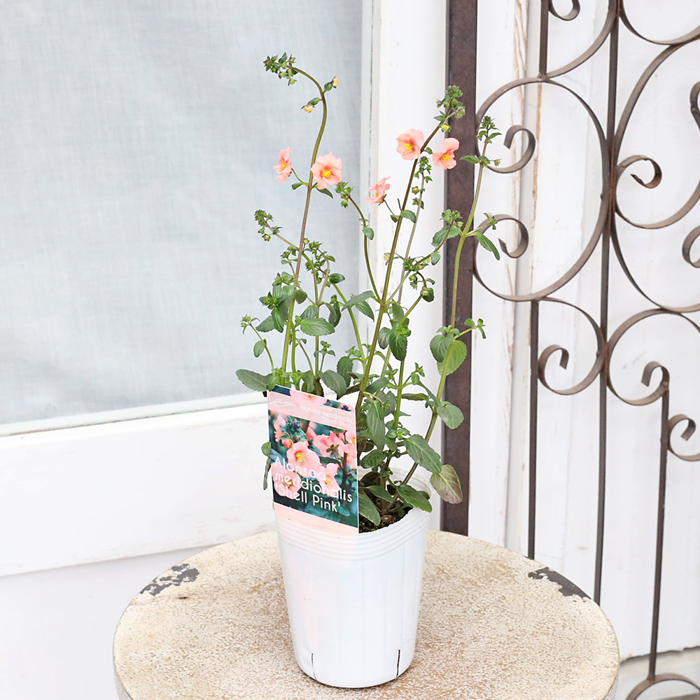 アロンソア シェルピンク 花苗 ポットごと 花苗 アロンソア シェルピンク 3号 多年草 サーモン 四季咲き おしゃれ