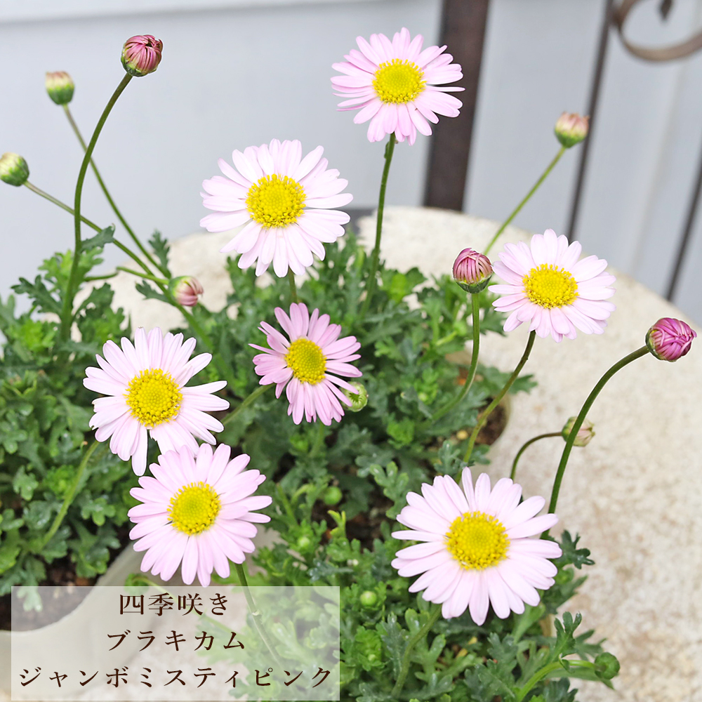 mmiiii様　確認用　ブラキカム　ジャンボミスティピンク 花苗 ブラキカム ジャンボ ミスティピンク 3号 多年草 四季咲き 小花