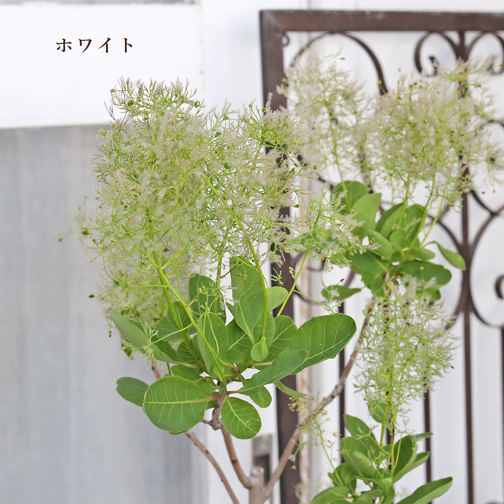 花木苗 スモークツリー ホワイト ピンク レッド 6号 高さ60〜80cm