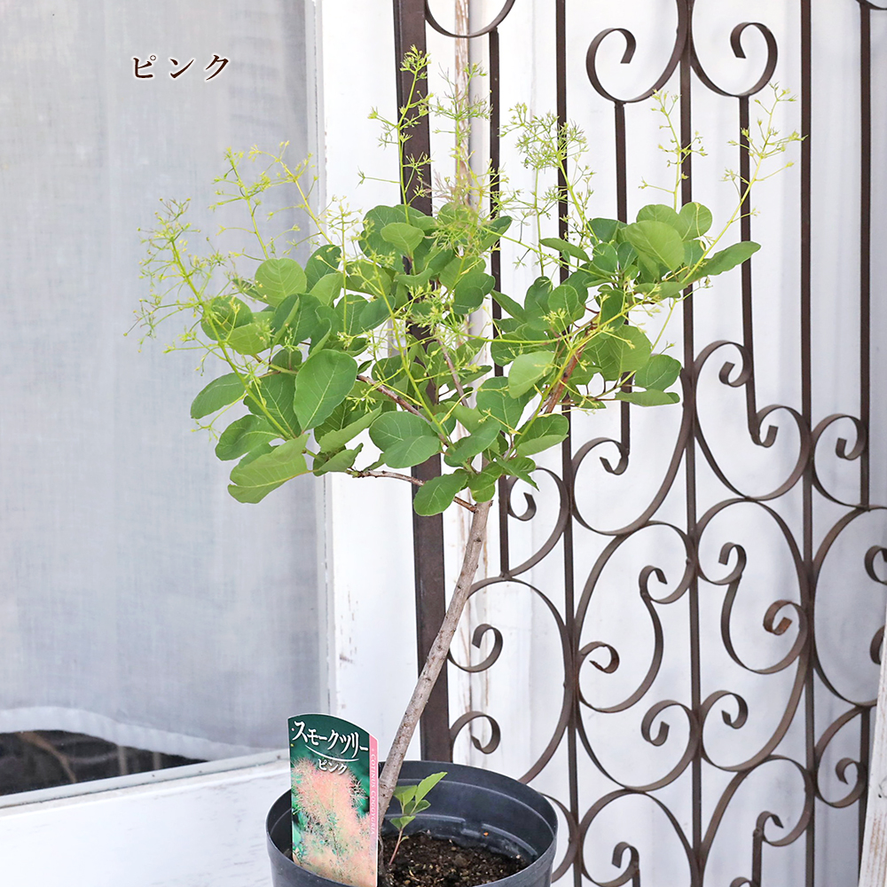 花木苗 スモークツリー ホワイト ピンク レッド 6号 高さ60〜80cm
