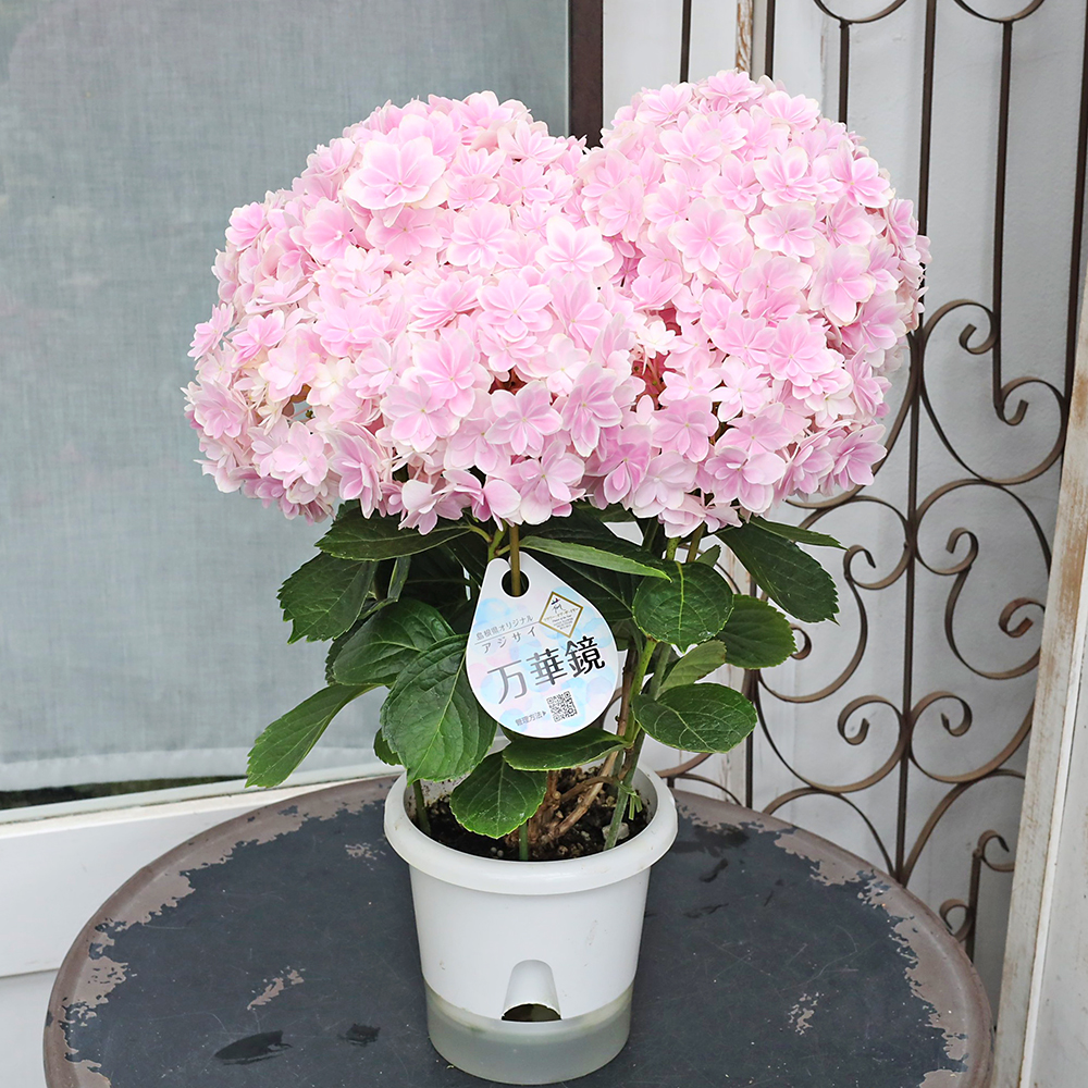 鉢花 アジサイ 万華鏡 ピンク 5号 八重咲き 紫陽花 毎年咲く