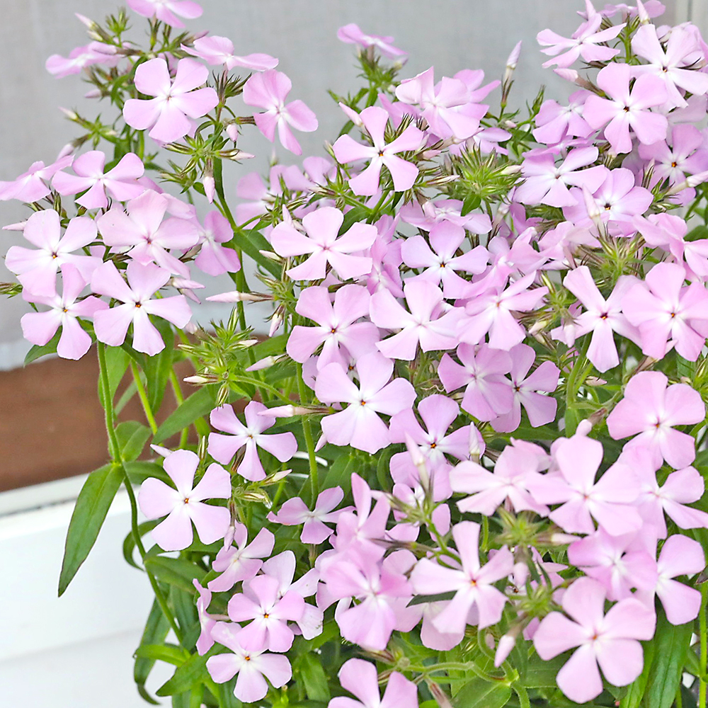 値引きセール 花苗 宿根草 フロックス ピロサ 3.5号 耐寒性 多年草