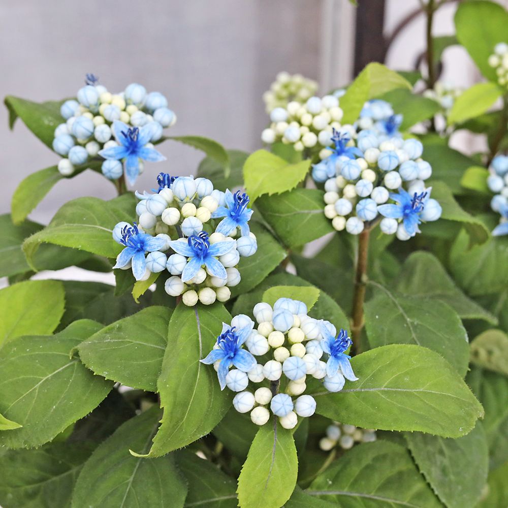 アミグルミ 花 青 白 小型 鉢花 常緑 アジサイ 碧の瞳 アオノヒトミ 4号 常山 コンパクト ブルー