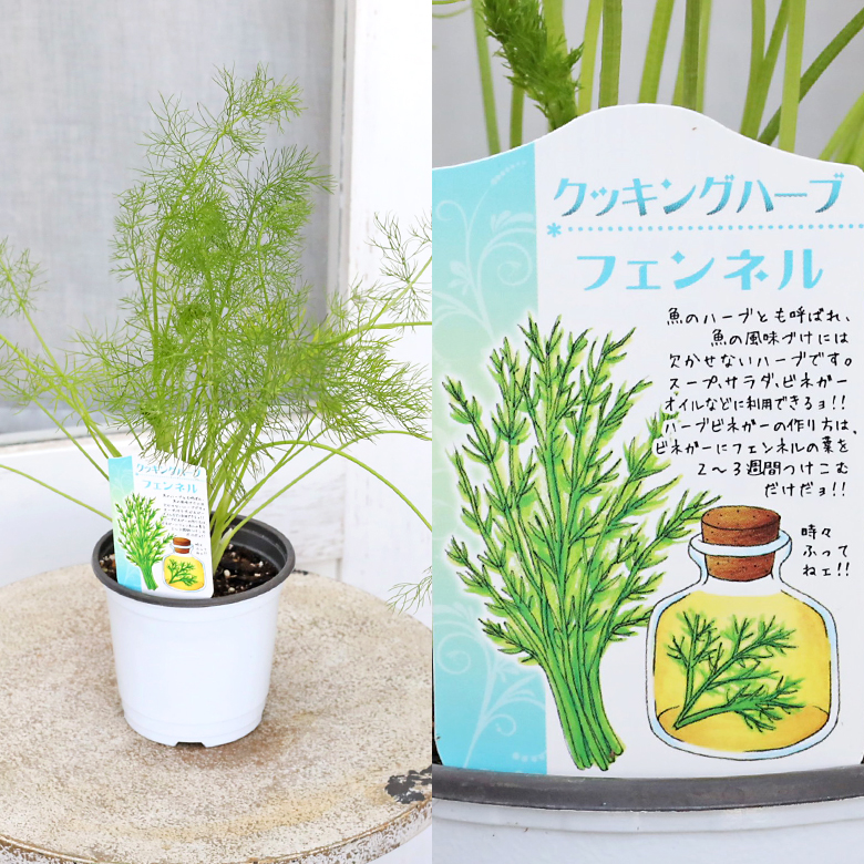 ハーブ苗 クッキング ティー 3.5号 定番 キッチンハーブ オレガノ