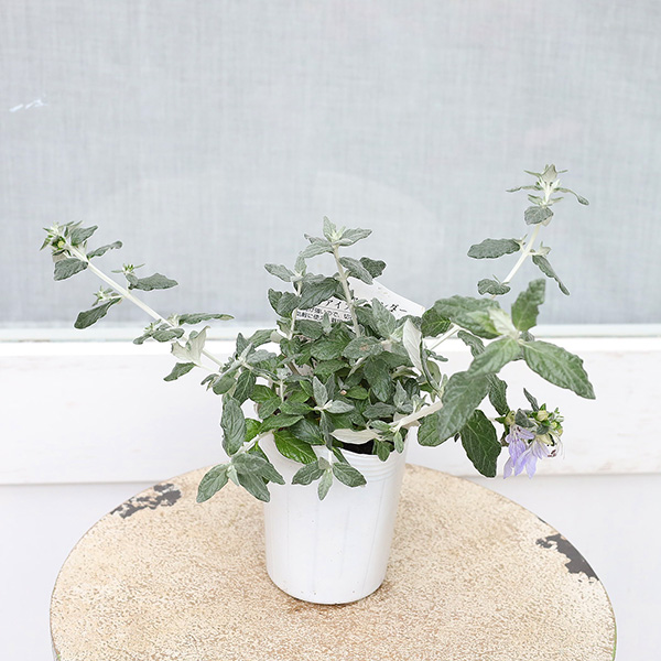 常緑低木 ツリージャーマンダー アイスキューブ 3号 シルバーリーフ