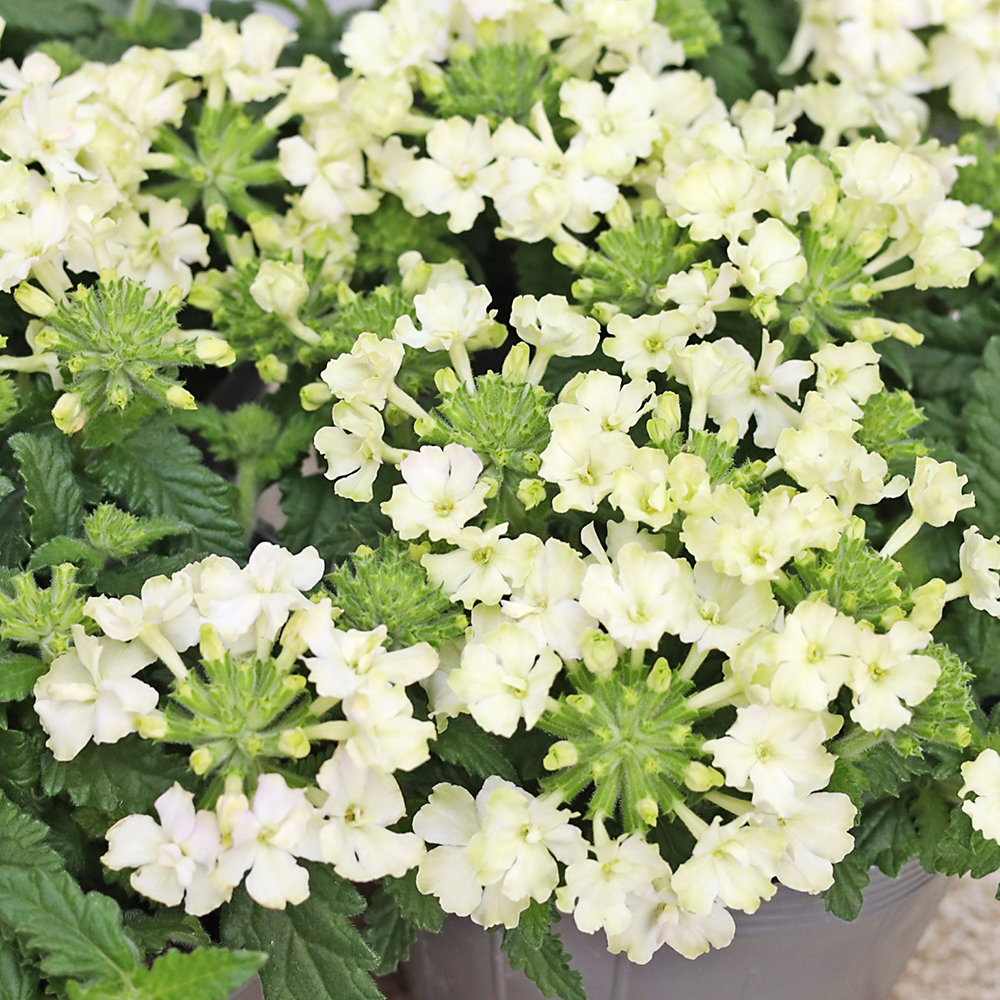 専用ページ はなはなはなこ様 予約済み 花苗 栄養系 バーベナ バネッサ コンパクト ライム 3.5号 多年草
