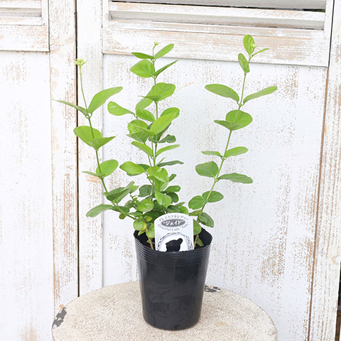 花苗 アラビアン ジャスミン ジェイド 3.5号ポット マツリカ 八重咲き