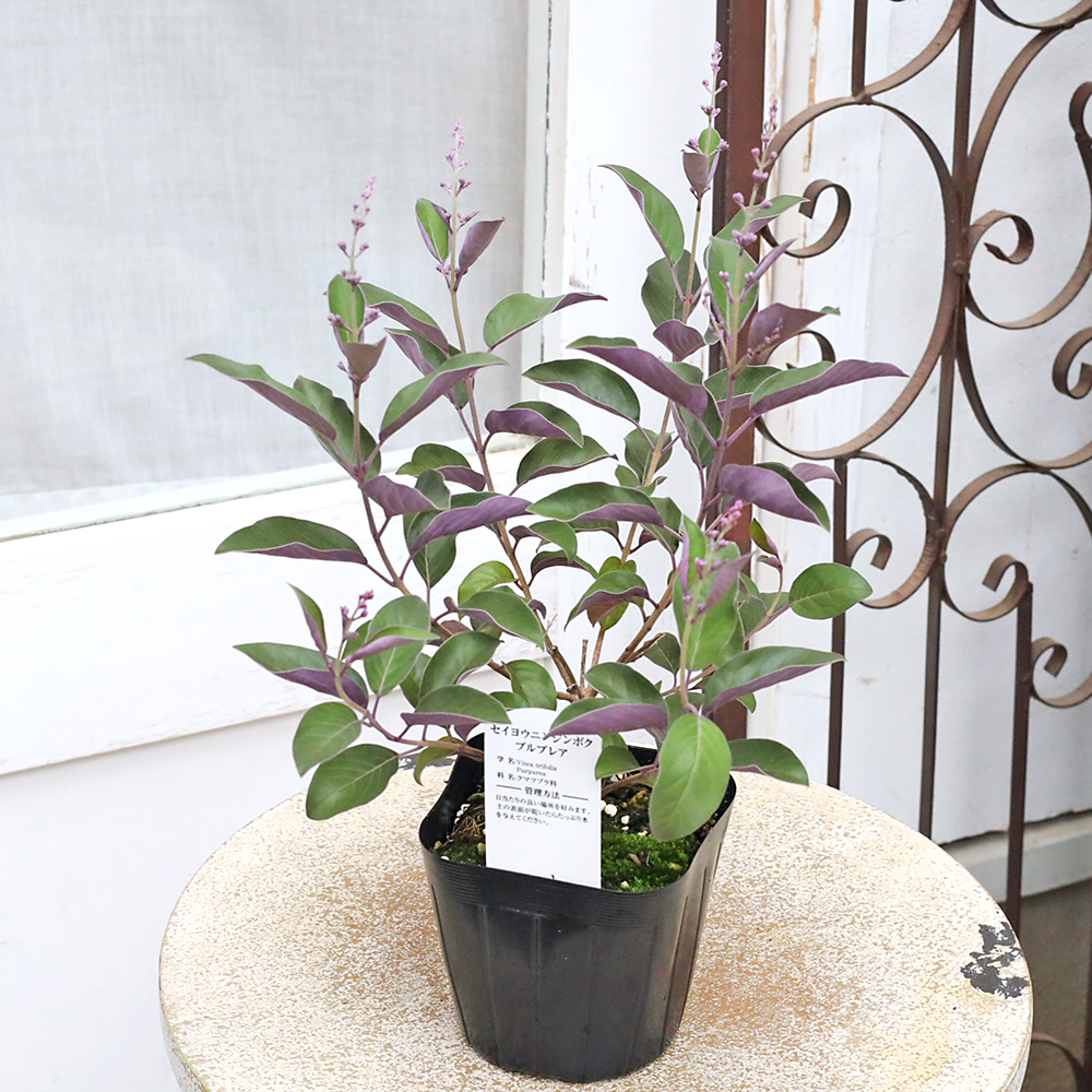 値下げセール 花木苗 西洋ニンジンボク プルプレア 3.5号 常緑低木